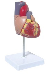 Xy-A6026 Heart Model (Life size)