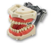 Dental Teaching Models Dental Phantom Head Dental Phantom HeadÂ 