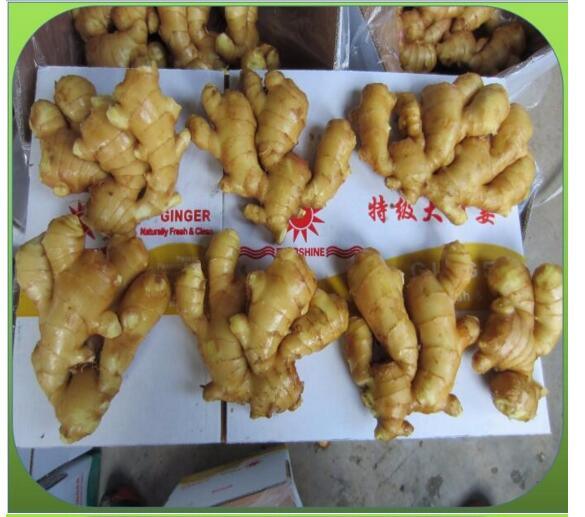 New Crop Fresh Ginger Wholesale Price