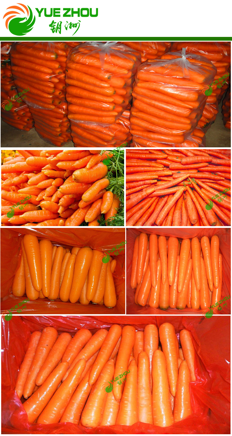 2018 Fresh New Crop Organic Carrot 10kg Carton Packing with Cheap Price