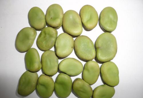 Grade a IQF FrozenÂ  Broad Â  Beans for Exporting