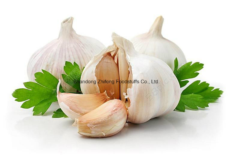 5.5cm Chinese Pure Fresh Garlic