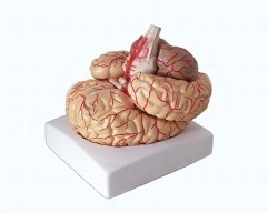 Xy- K73 Brain with Arteries Model