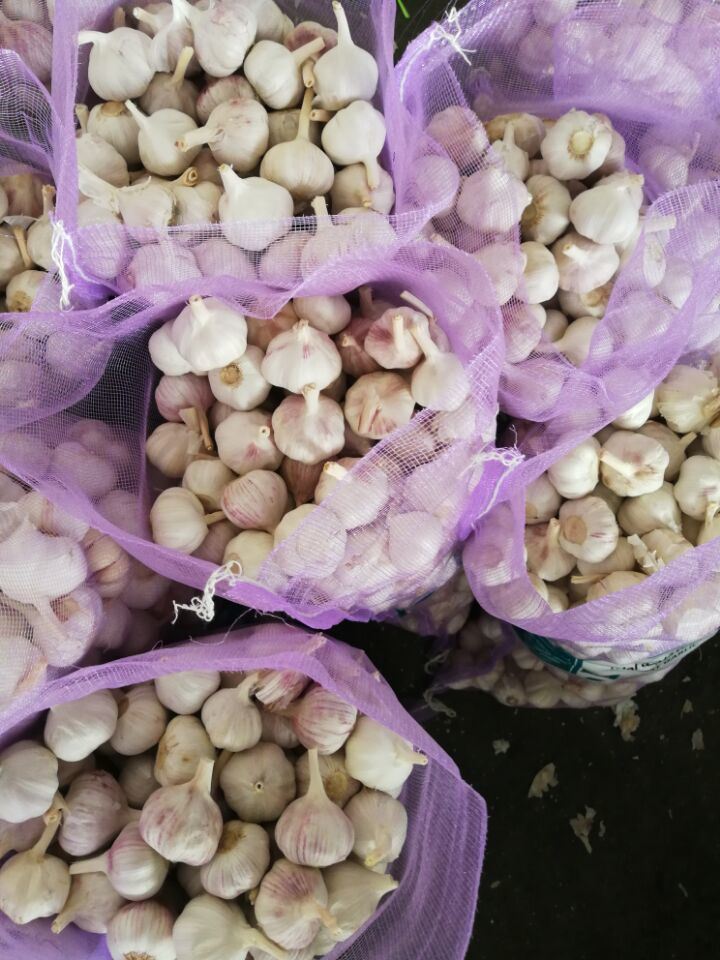 Normal White Fresh 4.5cm Garlic