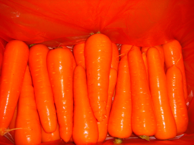 New Crop Fresh Carrot (S grade and M grade)