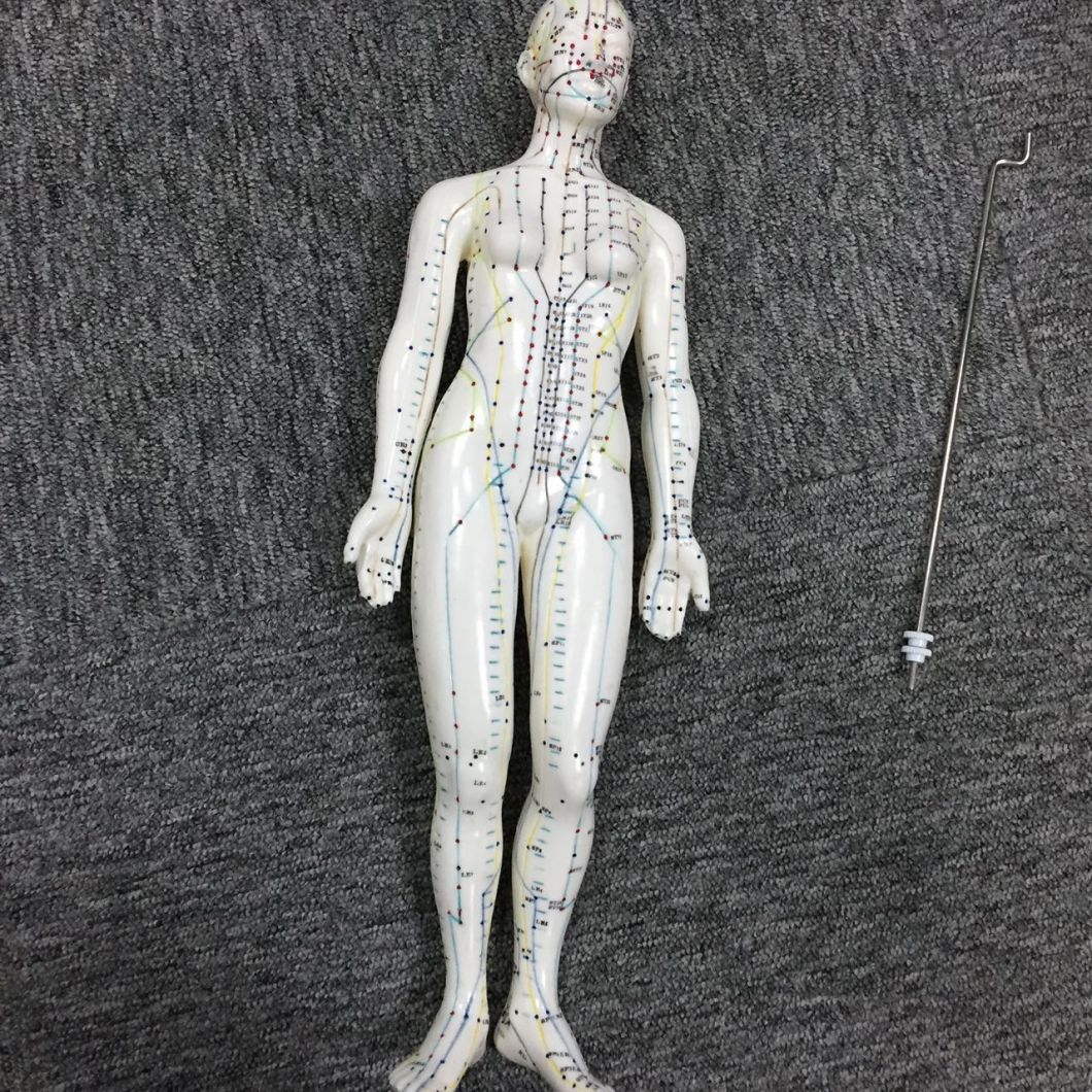 Body Model of Female Acupuncture Model