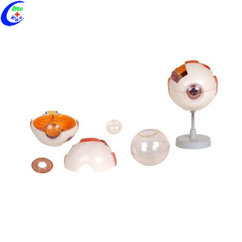 Medical Anatomical Models 6 Parts Giant Eye Model