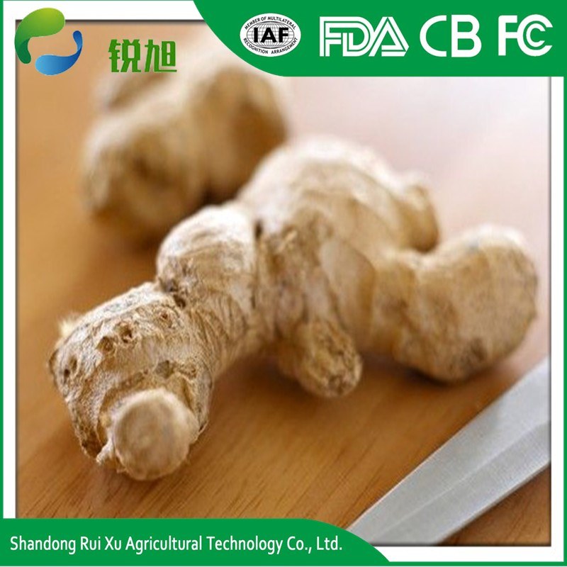 Wholesale Indonesian Fresh Buyer of Dry Ginger