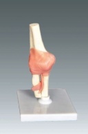 Xy-3325-5 Human Elbow Joint Model