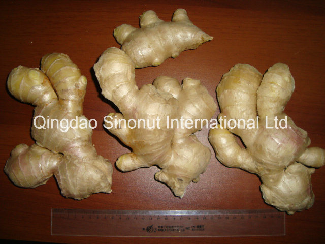 2017 New Crop Fresh Ginger