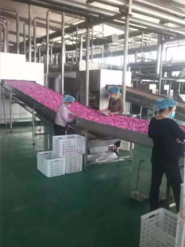 20kw Tunnel Microwave Steilizing and Drying Machine for Food