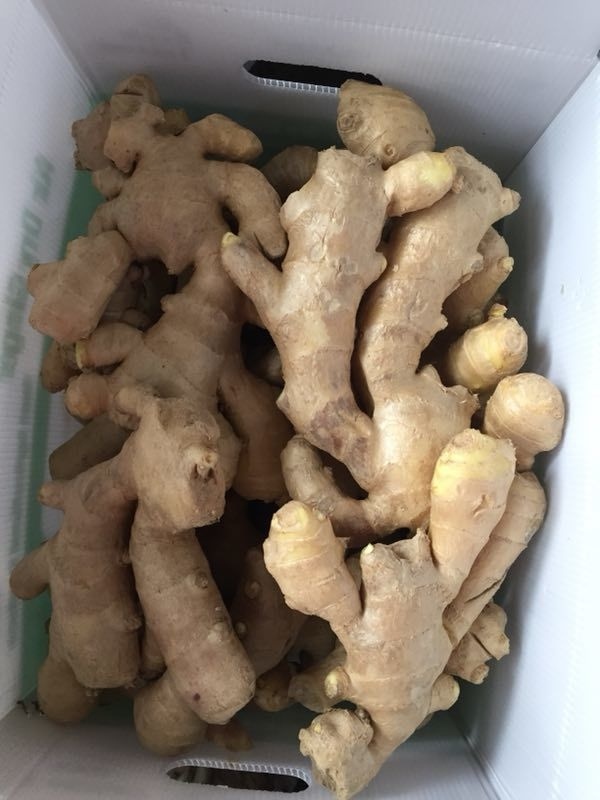 Air Dry Ginger (2017 crop) Hot Sale
