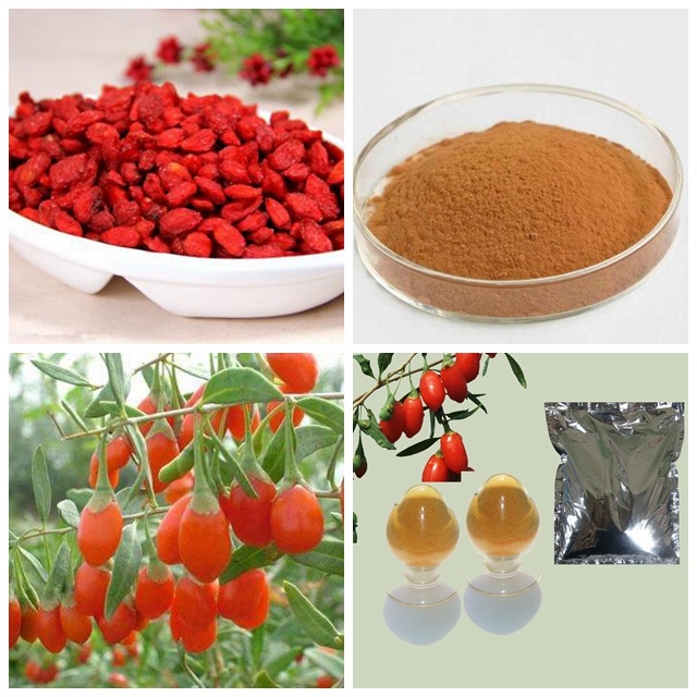 High Quality Barbary Wolfberry Fruit Extract, Lycium Polysaccharides