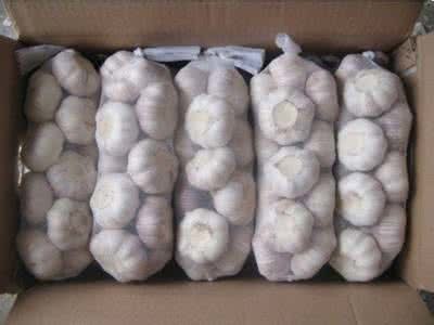 Fresh Normai Garlic with Competitive Price