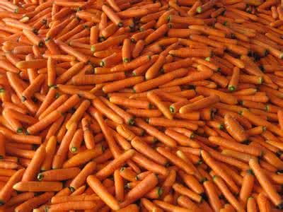 Supply 2018 New Crop Fresh Carrot From China for Exporting