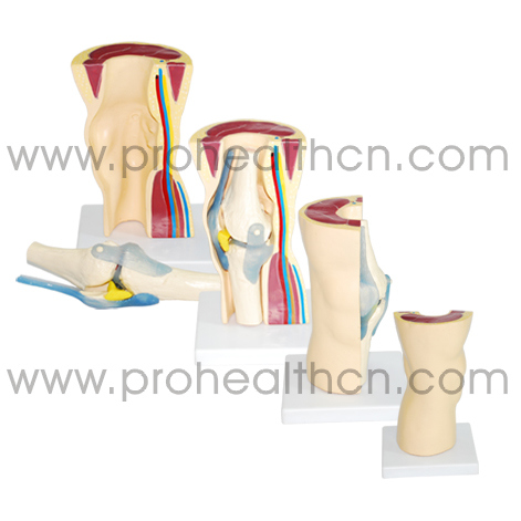 Artificial Plastic Knee Joint Anatomical Model