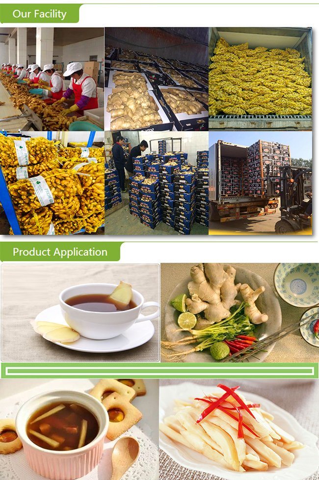 Export Standard Fresh Chinese Fat Ginger