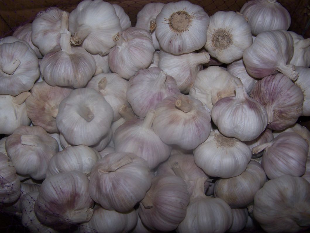 Ail frais chinois de qualité supérieure sur le marché européen