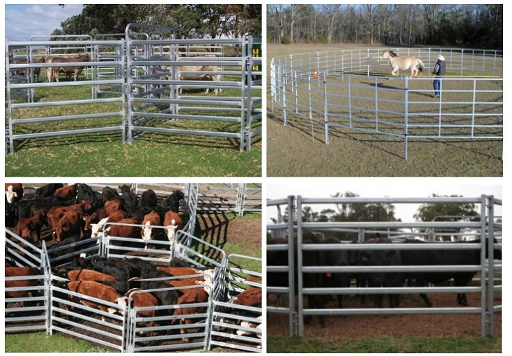 China Factory Supplied Fence Panels/Oval Pipe Galvanized Cattle Panel/6 Bars Steel Cattle Corral Panels/Hot Dipped Galvanized Cattle Livetsock Panels