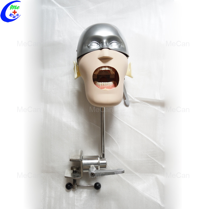 Stainless Steel Simple Head Model, Dental Phantom Head