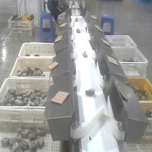 Weight Sorting Machine for Seafood with Waterproof Structurer