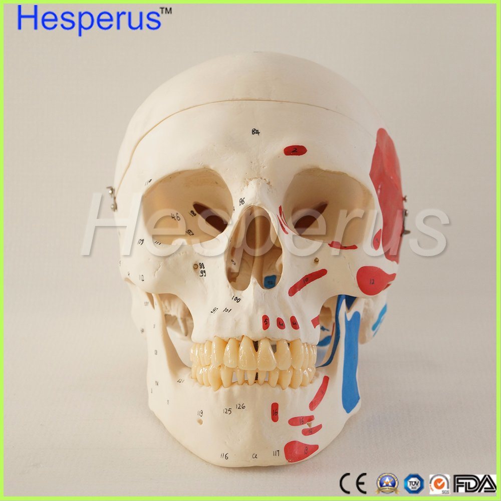 Dental Dentist Lab Anatomia Model Hesperus