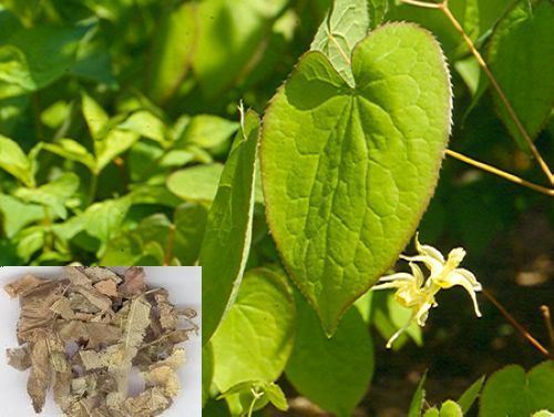Hot Selling Plant Extract Powder Epimedium CAS: 489-32-7