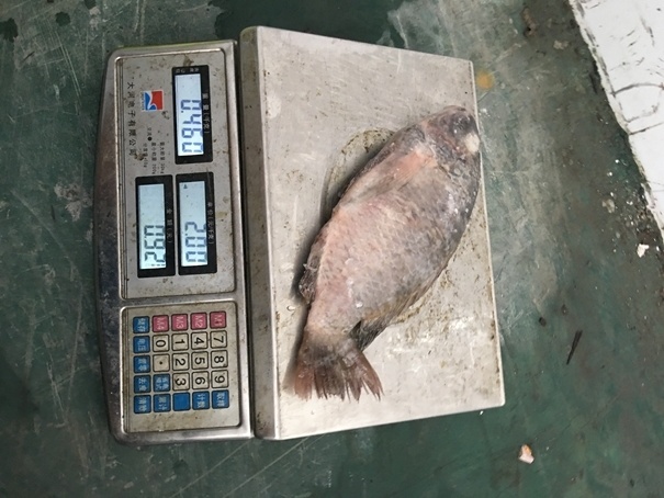 High Quality Seafood Product Red and Black Frozen Tilapia