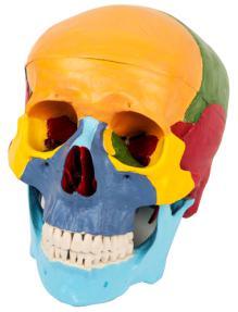 Xy-27 Skull Separation Model- Anatomical Model