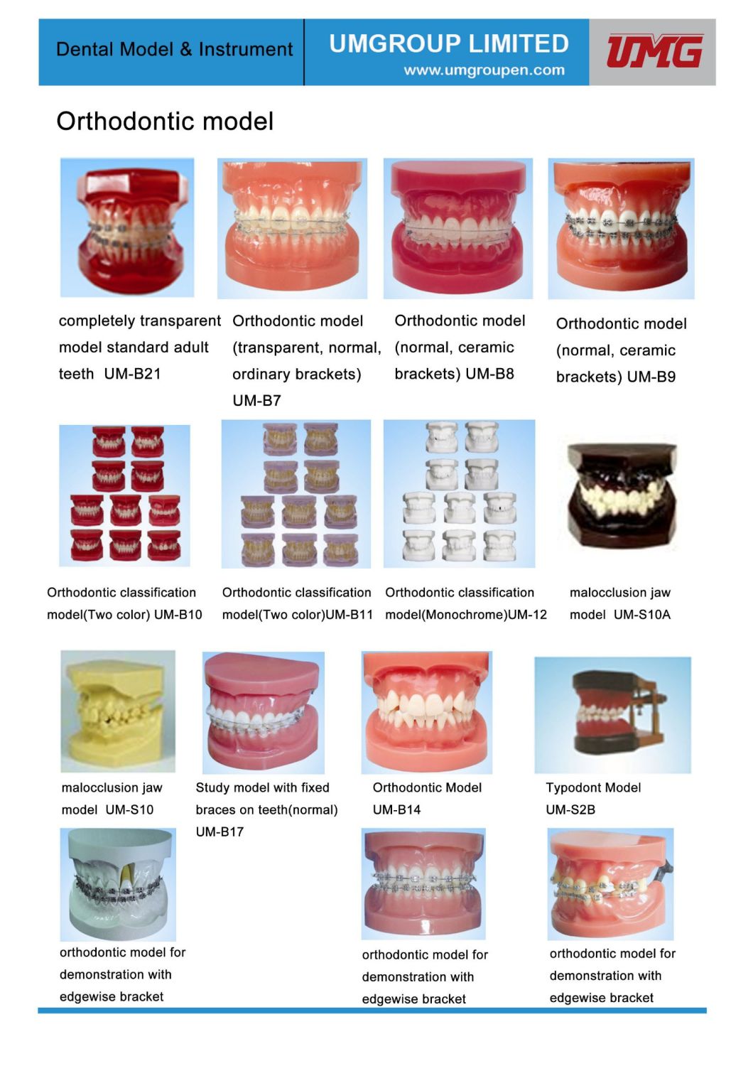 Dental Orthodontic Teaching Teeth Model for Treament Model