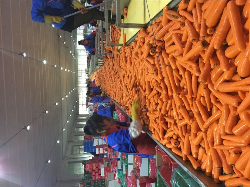 2016 Winter Crop Fresh Carrot