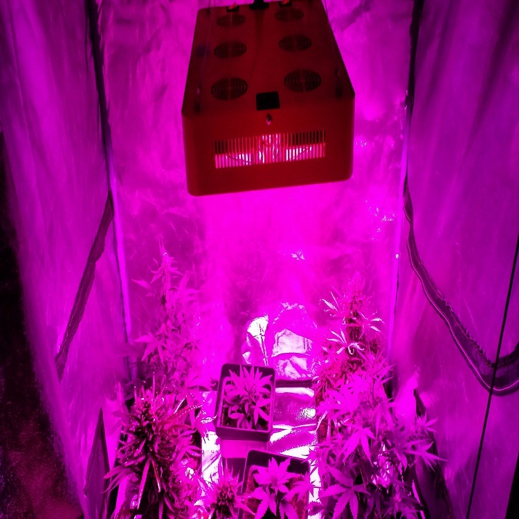 High Power 1000W Full Spectrum LED Grow Light for Greenhouse
