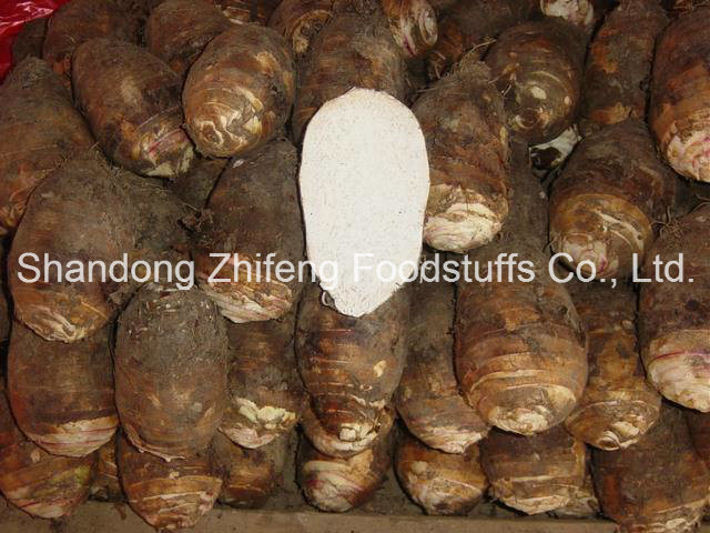 Chinese Fresh Taro in Lower Price