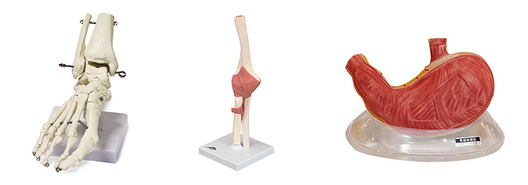 Elbow Joint Model, Stomach Dissection Model
