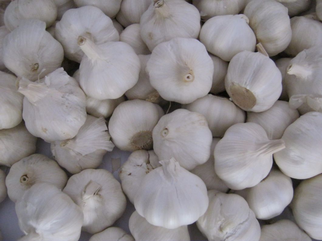 Fresh Normal White 5-6cm Garlic