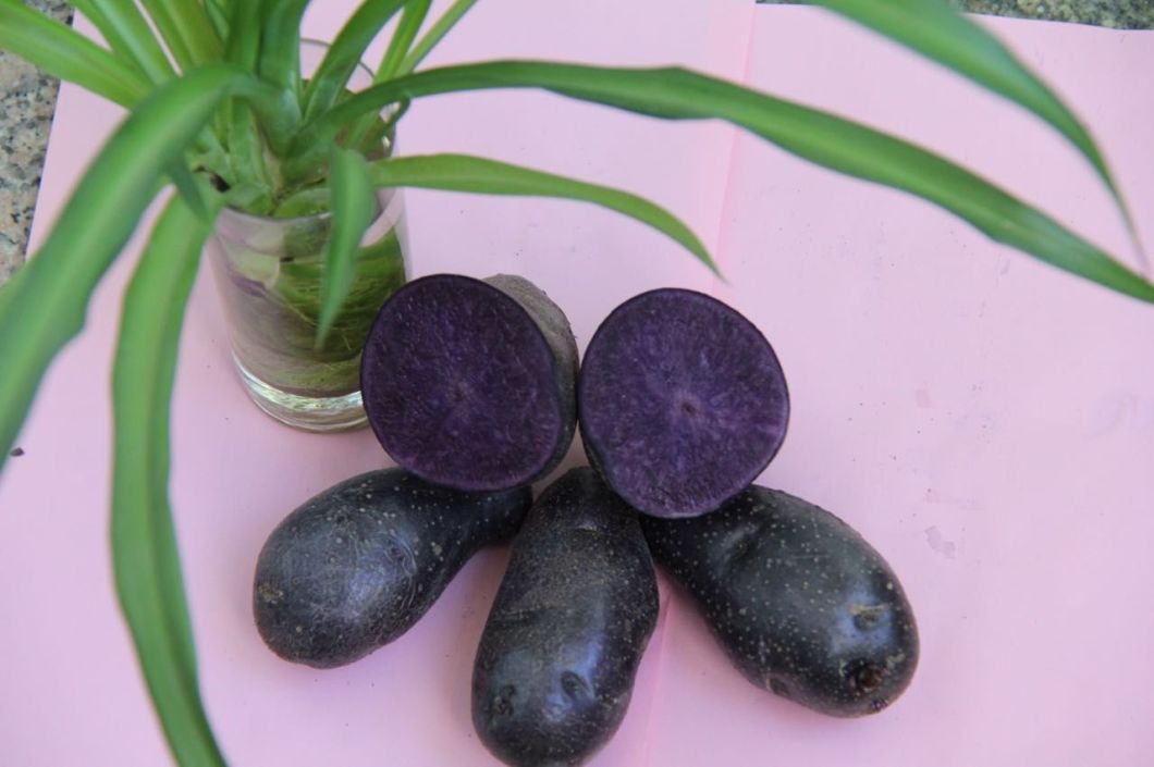 300g Organic Black Potato with Exporting Quality