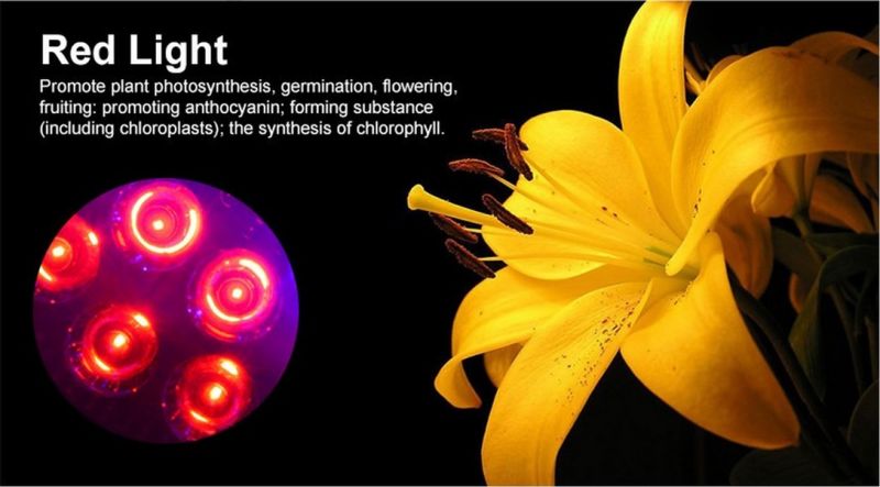 LED Grow Light Manufacture 300W 450W 600W 1200W COB LED Grow Light for Greenhouse and Tent