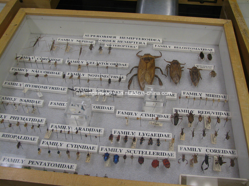 7 Sizes Brown Resin Head Insect Collection Pins for Specimen