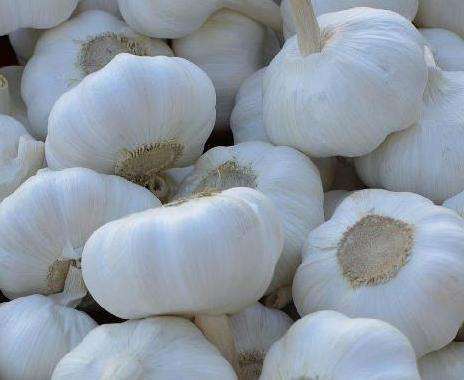 New Season Chinese Fresh Garlic Normal White & Pure White