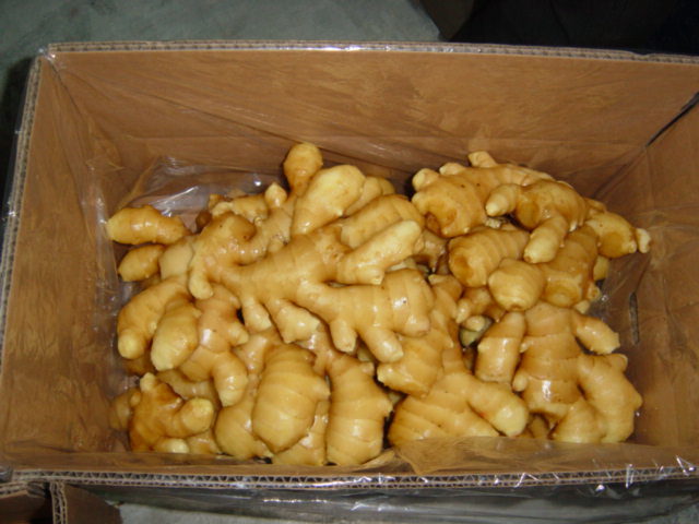 Golden Supplier New Crop Fresh Ginger (200g and up)