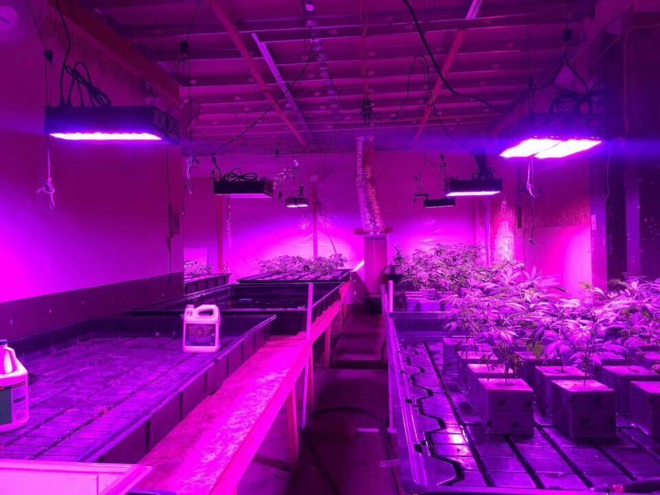 High PAR Value Plant Light LED for Indoor Greenhouse