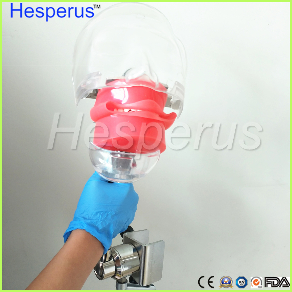 Dental Stainless Steel Simple Head Model Hesperus Dentist Model