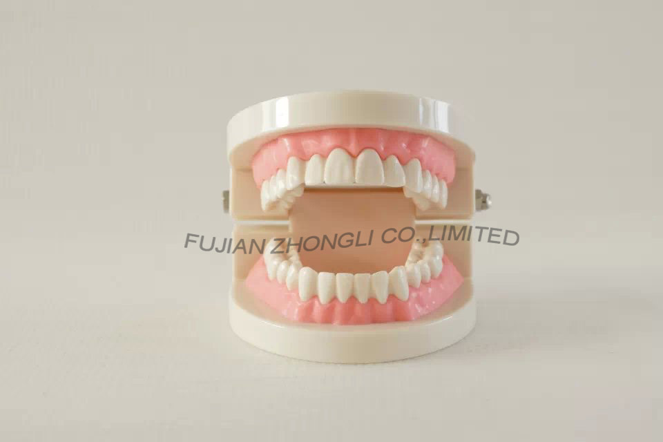 Cheap Nursing Dental Care Model for Dentist