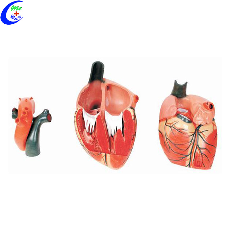 Anatomical Human Heart Model