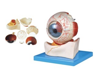Xy-A6032 Eyeball Model- Anatomical Model