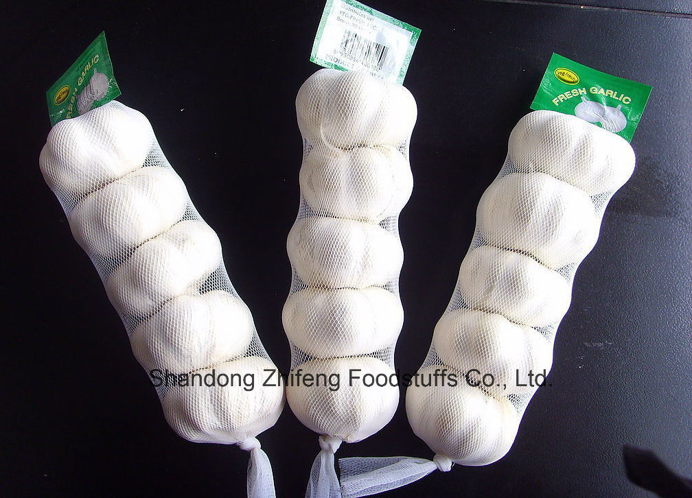 Fresh White Garlic with Good Price for Exporting