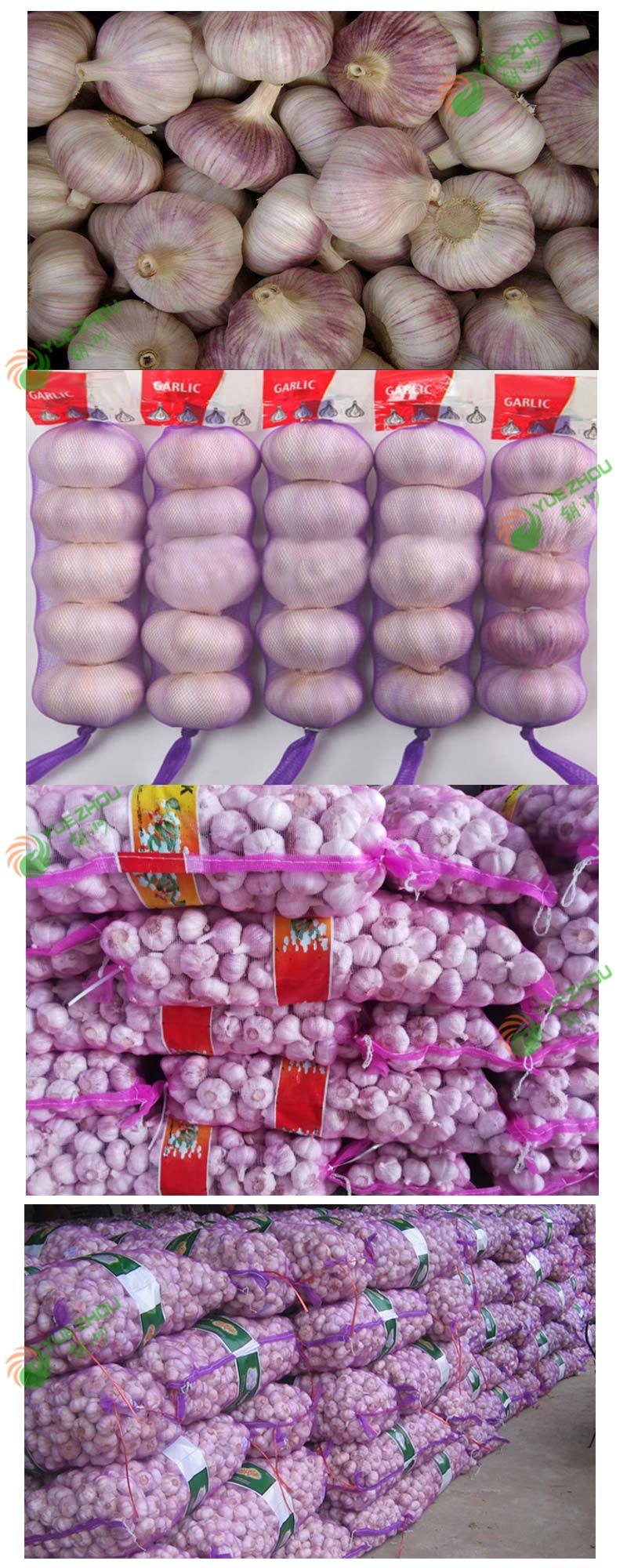2018 China Fresh Garlic Normal White Garlic New Crop Garlic with Cheap Price