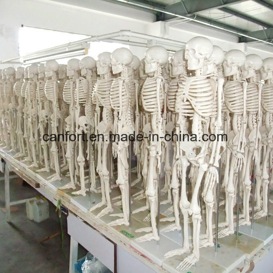 Half Muscle Coloring Medical Teaching Human Skeleton Model (170cm)