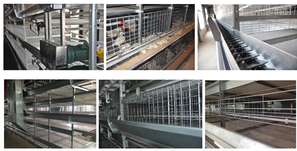Jinfeng H Type Chicken Cage for Broiler Pullet Battery Layer Cage for Sale in Bengal Poultry Cage Fowl Cage