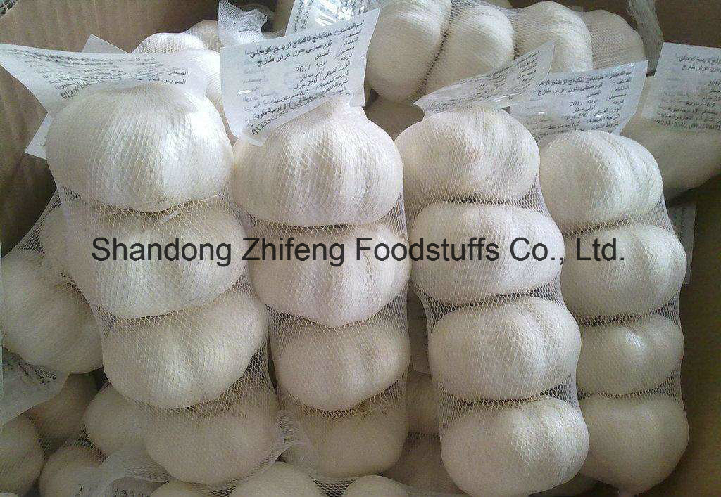 Pure White Garlic of New Crop 2017